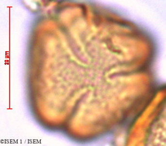 Saracha punctata - lame n° 29453